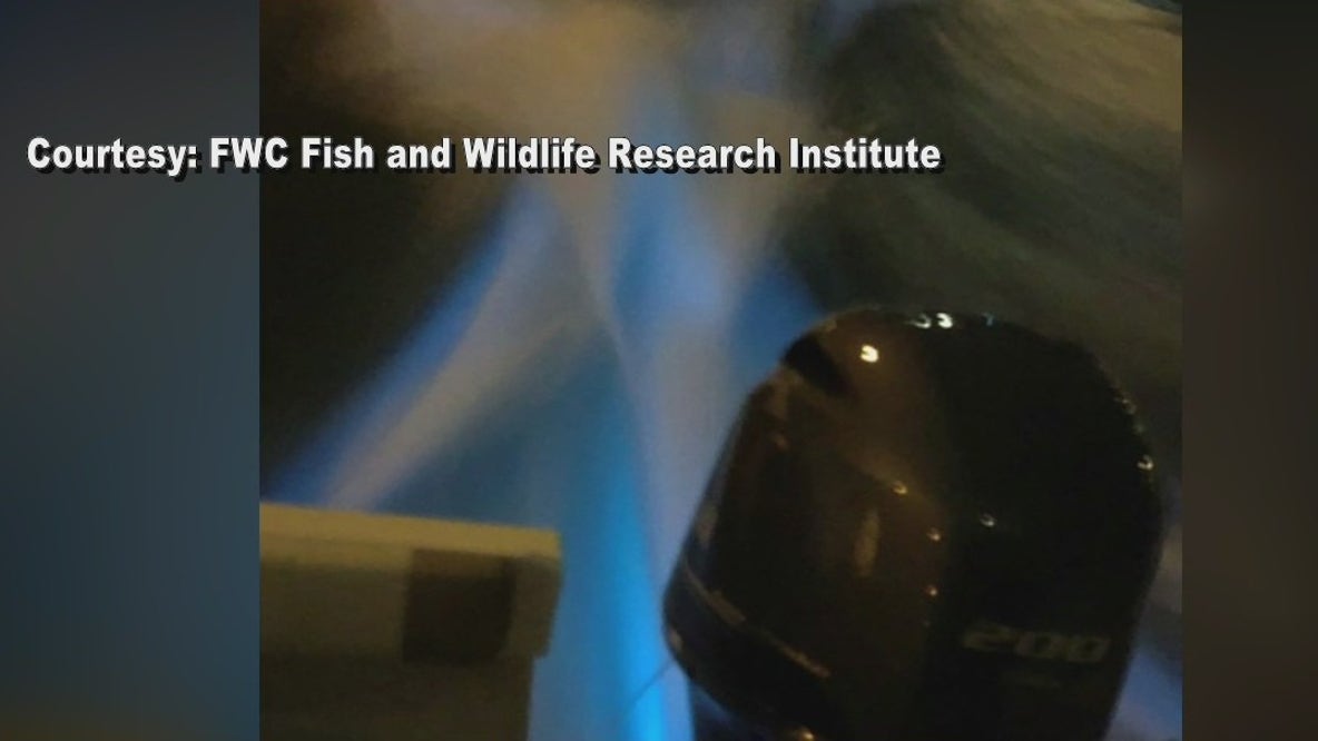Water quality in Old Tampa Bay concerns experts